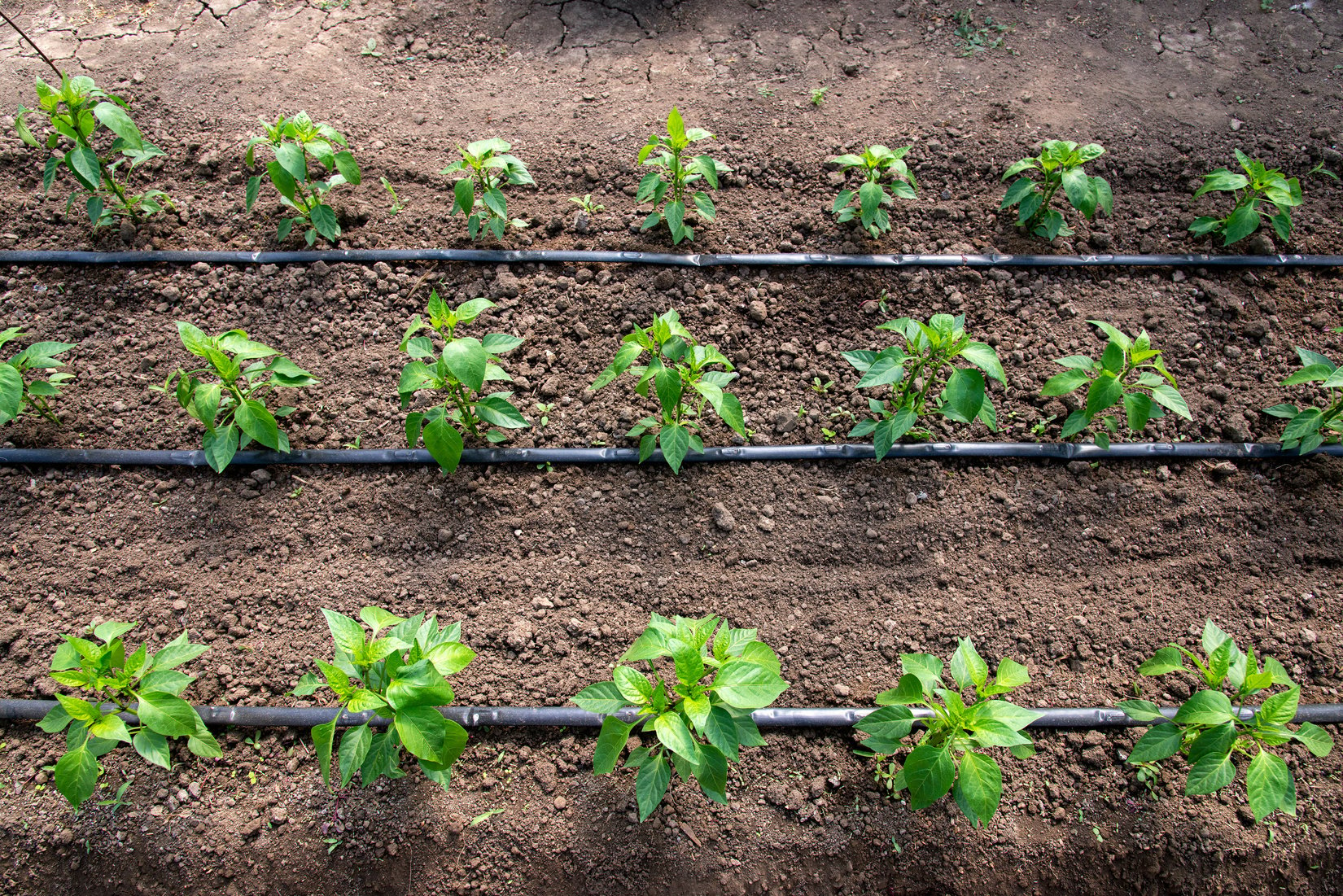 greenhouse with organic pepper plants and drip irrigation system - selective focus