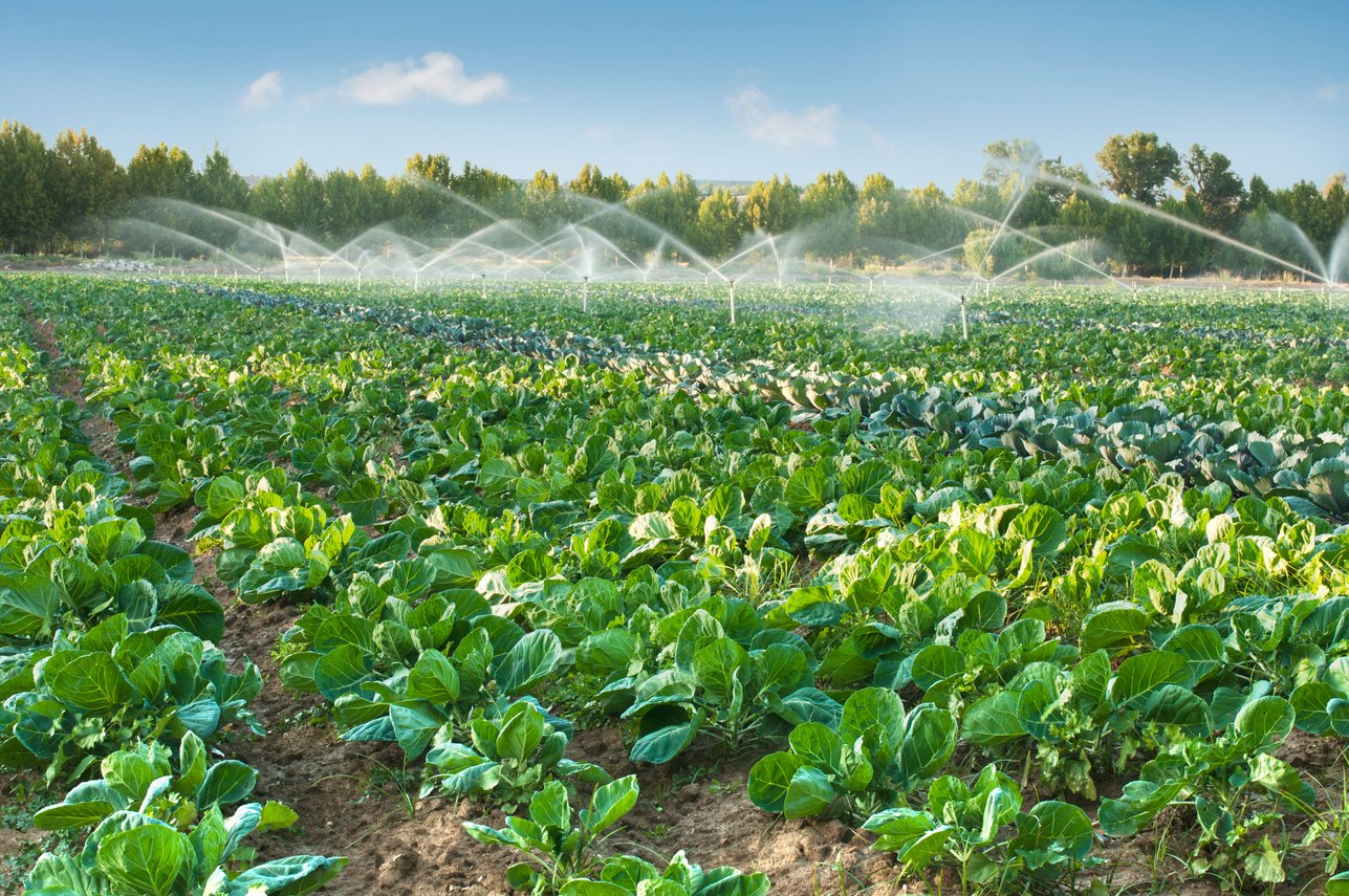 Irrigation Systems in a Vegetable Garden